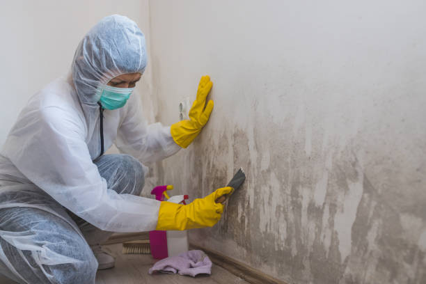 Mold Remediation for Rental Properties in Hilltop, MN