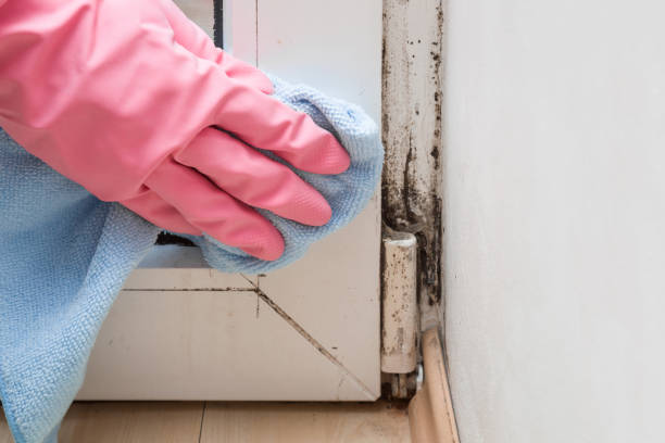 Environmental Consulting for Mold Prevention in Hilltop, MN